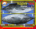 FROZEN WHOLE ROUND SKIPJACK TUNA  4