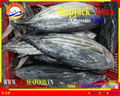 FROZEN WHOLE ROUND SKIPJACK TUNA  5