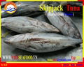 FROZEN W/R SKIPJACK TUNA 3