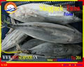 FROZEN W/R SKIPJACK TUNA 4