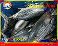 FROZEN W/R SKIPJACK TUNA 5