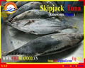 FROZEN SKIPJACK TUNA WHOLE ROUND 1