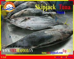 FROZEN SKIPJACK TUNA WHOLE ROUND