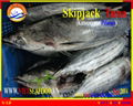 FROZEN SKIPJACK TUNA WHOLE ROUND 2