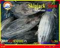 FROZEN SKIPJACK TUNA WHOLE ROUND 5