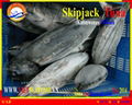 WHOLE ROUND  FROZEN SKIPJACK TUNA  1