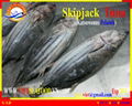 WHOLE ROUND  FROZEN SKIPJACK TUNA  2