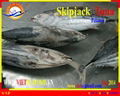 WHOLE ROUND  FROZEN SKIPJACK TUNA  3