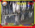 WHOLE ROUND  FROZEN SKIPJACK TUNA  4