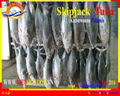 WHOLE ROUND  FROZEN SKIPJACK TUNA  5