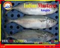 FROZEN INDIAN MACKEREL WHOLE ROUND 1