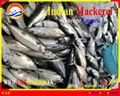 FROZEN INDIAN MACKEREL WHOLE ROUND 4