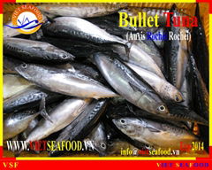 FROZEN BULLET TUNA WHOLE ROUND