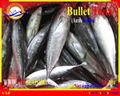 FROZEN WHOLE ROUND BULLET TUNA  1