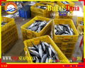 FROZEN WHOLE ROUND BULLET TUNA  2