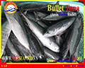 FROZEN WHOLE ROUND BULLET TUNA  3