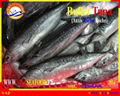 FROZEN WHOLE ROUND BULLET TUNA  4