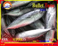 FROZEN WHOLE ROUND BULLET TUNA  5