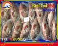 FROZEN WHOLE ROUND REEF COD