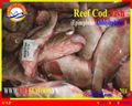 FROZEN WHOLE ROUND REEF COD 2