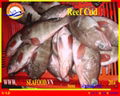 FROZEN WHOLE ROUND REEF COD 4