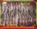 FROZEN WHOLE ROUND REEF COD 5