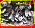 FROZEN YELLOWFIN TUNA WHOLE ROUND