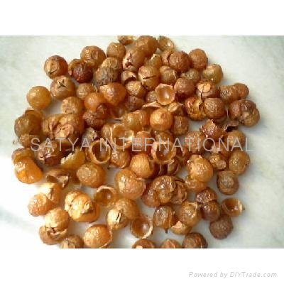 Soapnuts - Satya (Nepal Manufacturer) - Other Agricultural Products ...