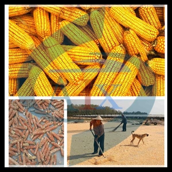 high quality corn and maize threshing machine  5