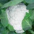 Hybrid Cauliflower seeds Snow Crown 6186