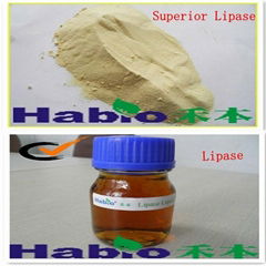 Lipase