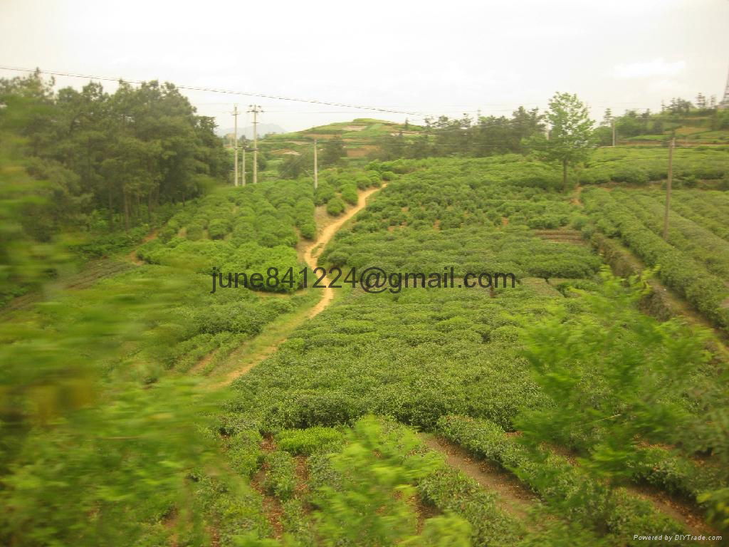 High quality green tea of dragon well tea longjing tea lungching tea 2014 NEW 4