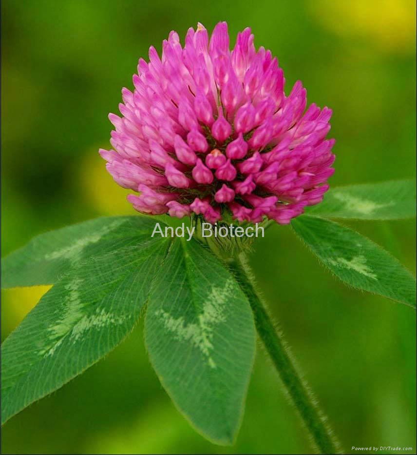 Red Clover Extract 4:1    