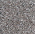 china brown granite-coffee pearl granite