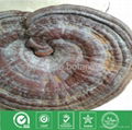 Ganoderma Lucidum