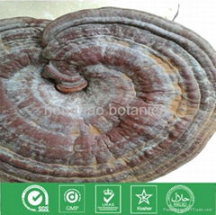 Ganoderma Lucidum