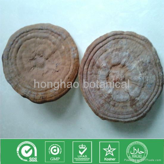 Ganoderma Lucidum 3