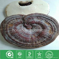 Herbs-cultivated Ganoderma