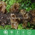 Organic edible black fungus mushroom 2