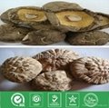 dried edible Shiitake mushroom