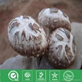 dried edible Shiitake mushroom 2