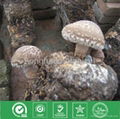 Dried Mushroom (Shiitake) 2