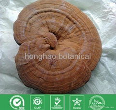 Ganoderma