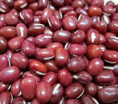 Small red bean