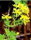 St. John’s wort Extract