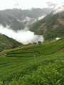 Lishan Mountain High Elevation Oolong Tea (Class B) 150g 3