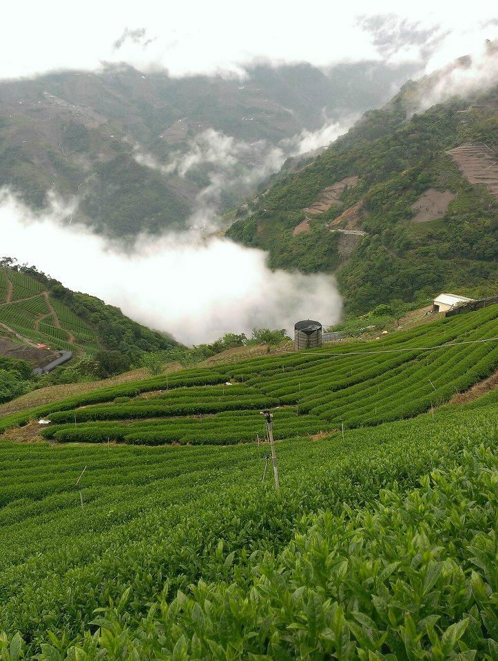 Lishan Mountain High Elevation Oolong Tea (Class B) 150g 3