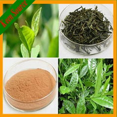 Organic Plant Extract Green Tea Extract Tea Polyphenol