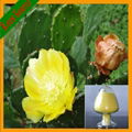 Hoodia Extract Cactus Extract Powder