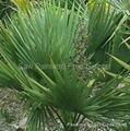 Saw Palmetto Extract